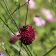 schöne Knautia (Witwenblume) mit kleinem Insekt