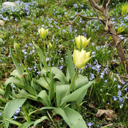 Tulpenblüte im April