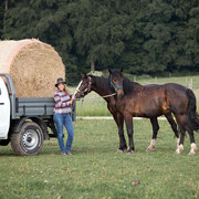 Ladeflächenumbau auf Ford Ranger Pickup für flexible Transporte wie Heuballen für Pferde und oder Lasten