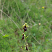 ophrys mouche sur un sentier derrière le gîte de groupe
