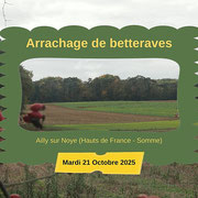 Arrachage de betteraves à Ailly sur Noye (dép80 - Mar21/10/2025)