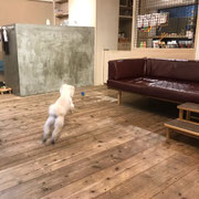 DOGSALONSEALY　ドッグサロンシーリー　表参道　南青山　外苑前　トリミングサロン　射手今日子　プードル 　トリマー　東京