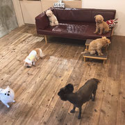 DOGSALONSEALY　ドッグサロンシーリー　表参道　南青山　外苑前　トリミングサロン　射手今日子　プードル 　トリマー　東京