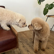 sealy　シーリー　表参道　南青山　外苑前　神宮前　トリミングサロン　ドッグサロン　トイプードル　射手今日子 