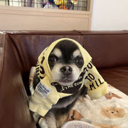 sealy　シーリー　表参道　南青山　外苑前　神宮前　トリミングサロン　ドッグサロン　トイプードル　射手今日子 