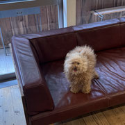 sealy　シーリー　表参道　南青山　外苑前　神宮前　トリミングサロン　ドッグサロン　トイプードル　射手今日子 