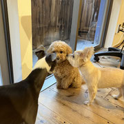 sealy　シーリー　表参道　南青山　外苑前　神宮前　トリミングサロン　ドッグサロン　トイプードル　射手今日子 