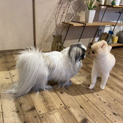 DOGSALONSEALY　ドッグサロンシーリー　表参道　南青山　外苑前　トリミングサロン　射手今日子　プードル 　トリマー