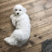 DOGSALONSEALY　ドッグサロンシーリー　表参道　南青山　外苑前　トリミングサロン　射手今日子　プードル 　トリマー　東京