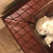 DOGSALONSEALY　ドッグサロンシーリー　表参道　南青山　外苑前　トリミングサロン　射手今日子　プードル 　トリマー　東京