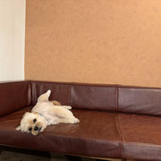 sealy　シーリー　表参道　南青山　外苑前　神宮前　トリミングサロン　ドッグサロン　トイプードル　射手今日子 