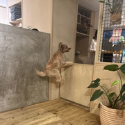 sealy　シーリー　表参道　南青山　外苑前　神宮前　トリミングサロン　ドッグサロン　トイプードル　射手今日子 