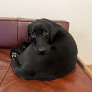 sealy　シーリー　表参道　南青山　外苑前　神宮前　トリミングサロン　ドッグサロン　トイプードル　射手今日子 