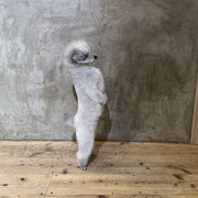 sealy　シーリー　表参道　南青山　外苑前　神宮前　トリミングサロン　ドッグサロン　トイプードル　射手今日子 