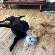 sealy　シーリー　表参道　南青山　外苑前　神宮前　トリミングサロン　ドッグサロン　トイプードル　射手今日子 