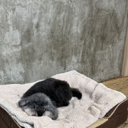 sealy　シーリー　表参道　南青山　外苑前　神宮前　トリミングサロン　ドッグサロン　トイプードル　射手今日子 