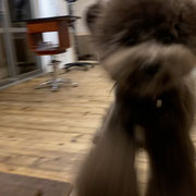 DOGSALONSEALY　ドッグサロンシーリー　表参道　南青山　外苑前　トリミングサロン　射手今日子　プードル 　トリマー