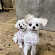 sealy　シーリー　表参道　南青山　外苑前　神宮前　トリミングサロン　ドッグサロン　トイプードル　射手今日子 