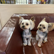 sealy　シーリー　表参道　南青山　外苑前　神宮前　トリミングサロン　ドッグサロン　トイプードル　射手今日子 