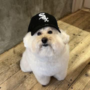 sealy　シーリー　表参道　南青山　外苑前　神宮前　トリミングサロン　ドッグサロン　トイプードル　射手今日子 