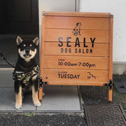 DOGSALONSEALY　ドッグサロンシーリー　表参道　南青山　外苑前　トリミングサロン　射手今日子　プードル 　トリマー