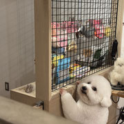 sealy　シーリー　表参道　南青山　外苑前　神宮前　トリミングサロン　ドッグサロン　トイプードル　射手今日子 