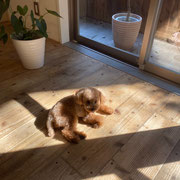 DOGSALONSEALY　ドッグサロンシーリー　表参道　南青山　外苑前　トリミングサロン　射手今日子　プードル 　トリマー