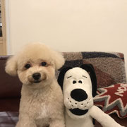 DOGSALONSEALY　ドッグサロンシーリー　表参道　南青山　外苑前　トリミングサロン　射手今日子　プードル