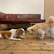 DOGSALONSEALY　ドッグサロンシーリー　表参道　南青山　外苑前　トリミングサロン　射手今日子　プードル 　トリマー