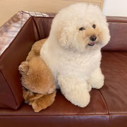 DOGSALONSEALY　ドッグサロンシーリー　表参道　南青山　外苑前　トリミングサロン　射手今日子　プードル 　トリマー