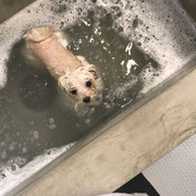 ドッグサロンシーリー　DOGSALONSEALY　表参道　外苑前　南青山　神宮前　青山　トリミングサロン　射手今日子　トイプードル