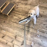 DOGSALONSEALY　ドッグサロンシーリー　表参道　南青山　外苑前　トリミングサロン　射手今日子　プードル 　トリマー