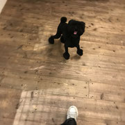 DOGSALONSEALY　ドッグサロンシーリー　表参道　南青山　外苑前　トリミングサロン　射手今日子　プードル