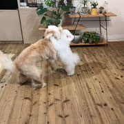 sealy　シーリー　表参道　南青山　外苑前　神宮前　トリミングサロン　ドッグサロン　トイプードル　射手今日子