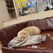 sealy　シーリー　表参道　南青山　外苑前　神宮前　トリミングサロン　ドッグサロン　トイプードル　射手今日子 