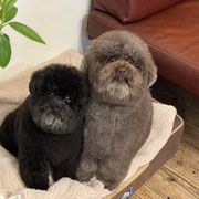 sealy　シーリー　表参道　南青山　外苑前　神宮前　トリミングサロン　ドッグサロン　トイプードル　射手今日子 