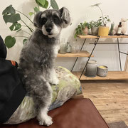 sealy　シーリー　表参道　南青山　外苑前　神宮前　トリミングサロン　ドッグサロン　トイプードル　射手今日子 