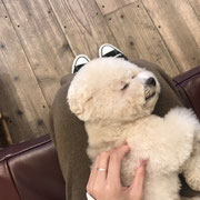 DOGSALONSEALY　ドッグサロンシーリー　表参道　南青山　外苑前　トリミングサロン　射手今日子　プードル 　トリマー