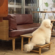 sealy　シーリー　表参道　南青山　外苑前　神宮前　トリミングサロン　ドッグサロン　トイプードル　射手今日子 