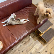 DOGSALONSEALY　ドッグサロンシーリー　表参道　南青山　外苑前　トリミングサロン　射手今日子　プードル 　トリマー