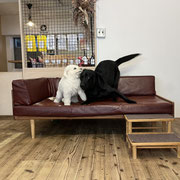 sealy　シーリー　表参道　南青山　外苑前　神宮前　トリミングサロン　ドッグサロン　トイプードル　射手今日子 