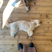 DOGSALONSEALY　ドッグサロンシーリー　表参道　南青山　外苑前　トリミングサロン　射手今日子　プードル 　トリマー