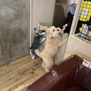 sealy　シーリー　表参道　南青山　外苑前　神宮前　トリミングサロン　ドッグサロン　トイプードル　射手今日子 