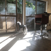 ドッグサロンシーリー　DOGSALONSEALY　表参道　外苑前　南青山　神宮前　青山　トリミングサロン　射手今日子　トイプードル