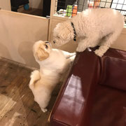 DOGSALONSEALY　ドッグサロンシーリー　表参道　南青山　外苑前　トリミングサロン　射手今日子　プードル 　トリマー　東京