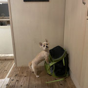 DOGSALONSEALY　ドッグサロンシーリー　表参道　南青山　外苑前　トリミングサロン　射手今日子　プードル 　トリマー