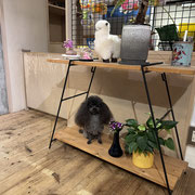 sealy　シーリー　表参道　南青山　外苑前　神宮前　トリミングサロン　ドッグサロン　トイプードル　射手今日子 