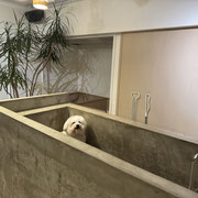 sealy　シーリー　表参道　南青山　外苑前　神宮前　トリミングサロン　ドッグサロン　トイプードル　射手今日子 