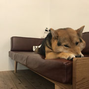 ドッグサロンシーリー　DOGSALONSEALY　表参道　外苑前　南青山　神宮前　青山　トリミングサロン　射手今日子　トイプードル