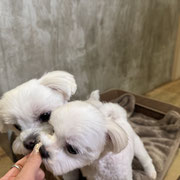 sealy　シーリー　表参道　南青山　外苑前　神宮前　トリミングサロン　ドッグサロン　トイプードル　射手今日子 